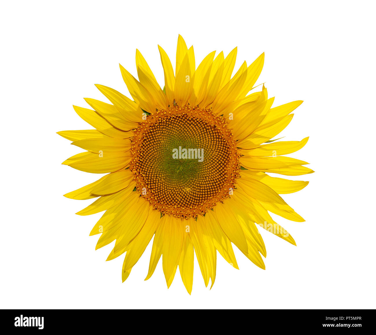 Sonnenblume schließen bis auf weißem Hintergrund Stockfoto