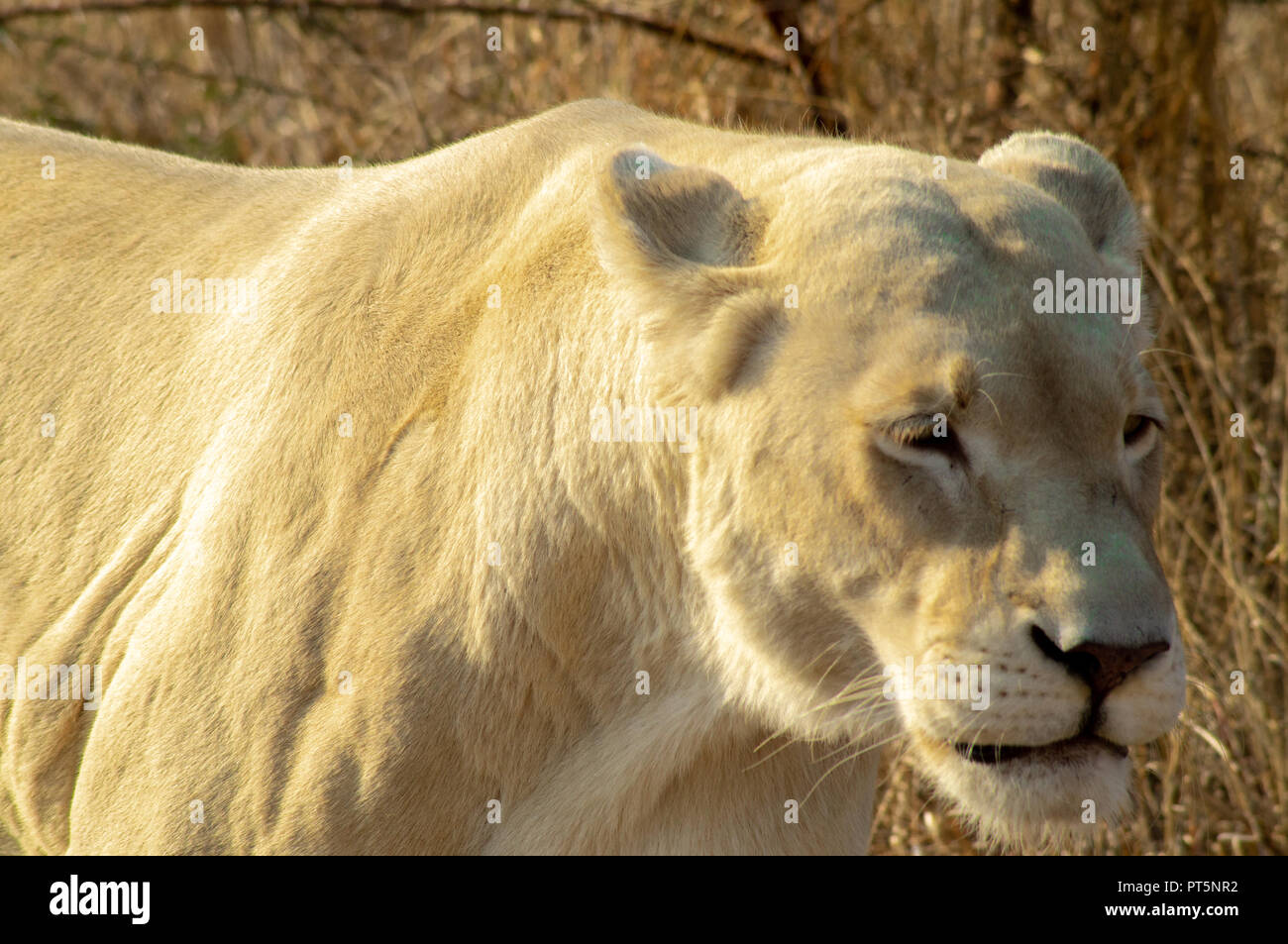 Südafrika - Kruger Park - Löwen Stockfoto