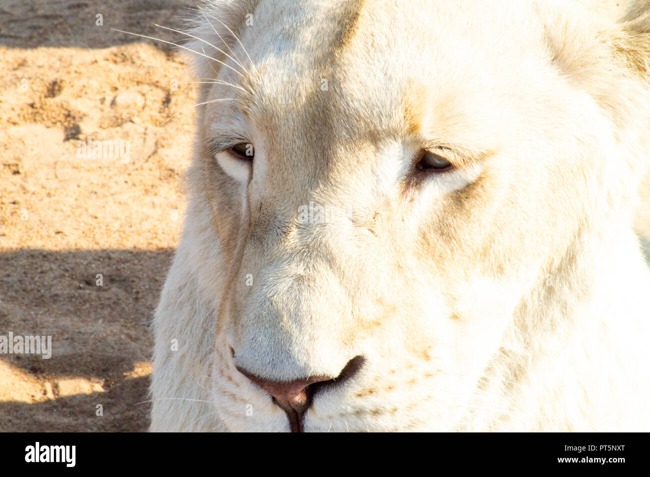 Südafrika - Kruger Park - Löwen Stockfoto