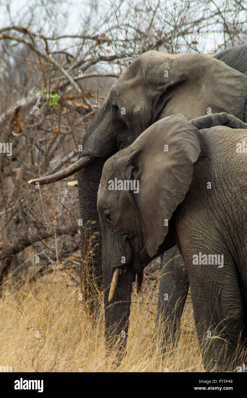 Südafrika - Kruger Nationalpark - Big 5 Stockfoto