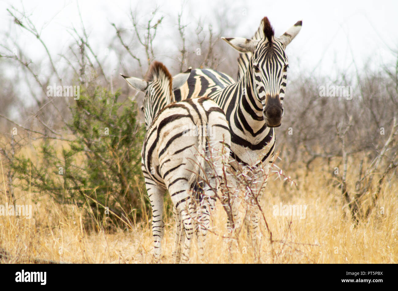 Südafrika - Kruger Nationalpark - Big 5 Stockfoto