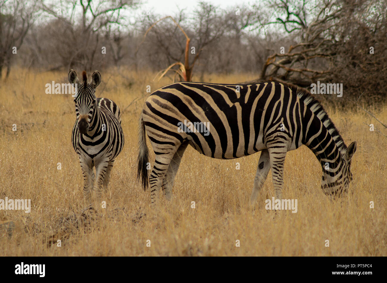 Südafrika - Kruger Nationalpark - Big 5 Stockfoto