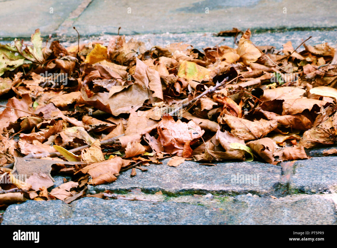 Gelbe trockenem Laub im Herbst auf Pflastersteine in New York, Hintergrund Stockfoto