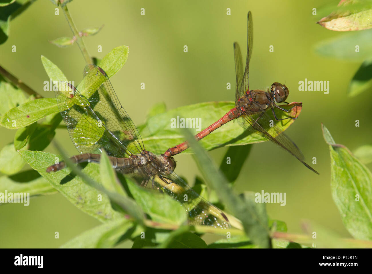 Gemeinsame darter Libellen Paarung, Sympetrum striolatum. Sussex, UK. September. In Blättern von blutweiderich. Stockfoto