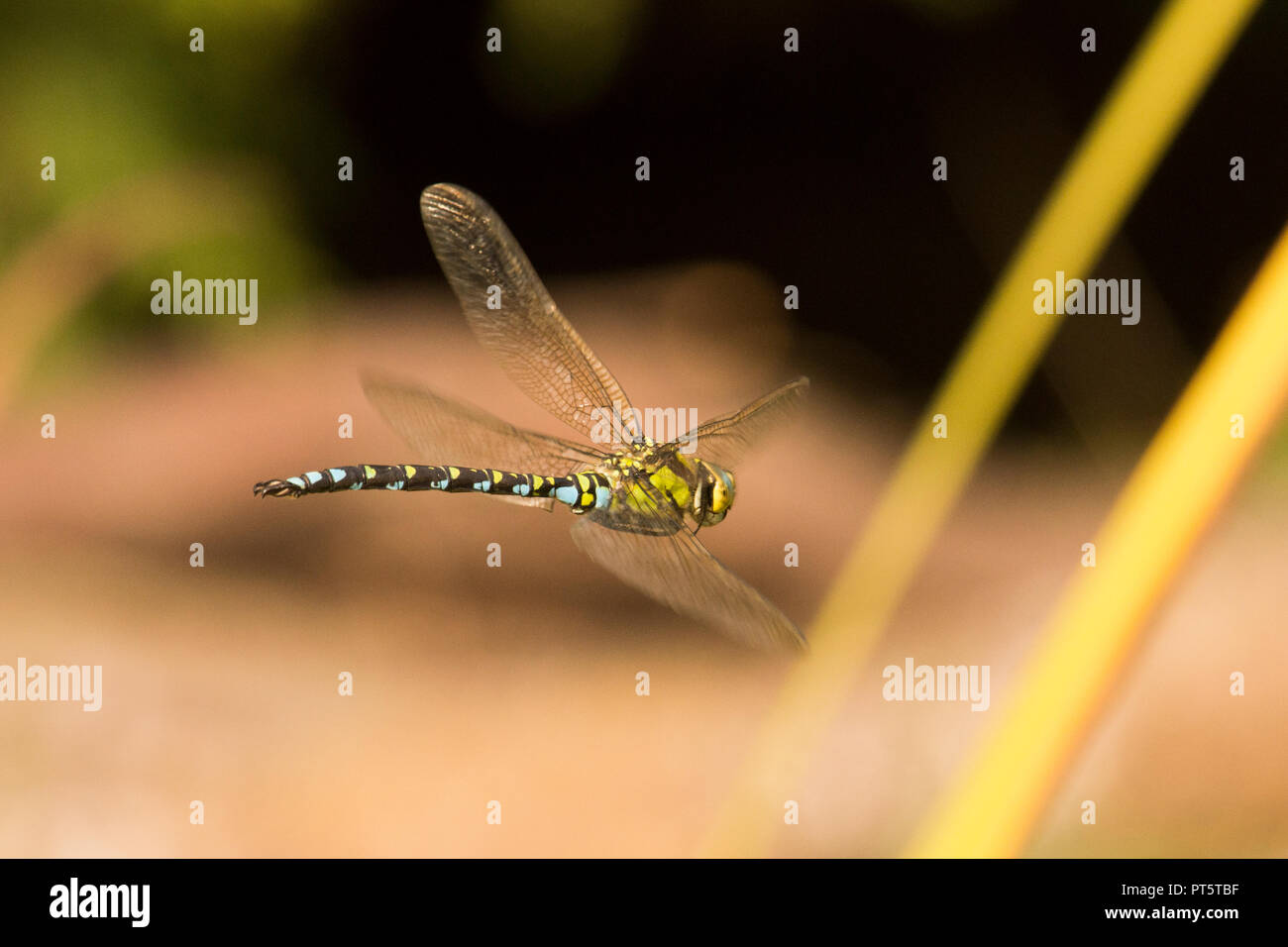 Southern Hawker, Dragonfly, Aeshna cyanea, männliche Fliegen, im Flug, Sussex, Großbritannien, Oktober. Stockfoto