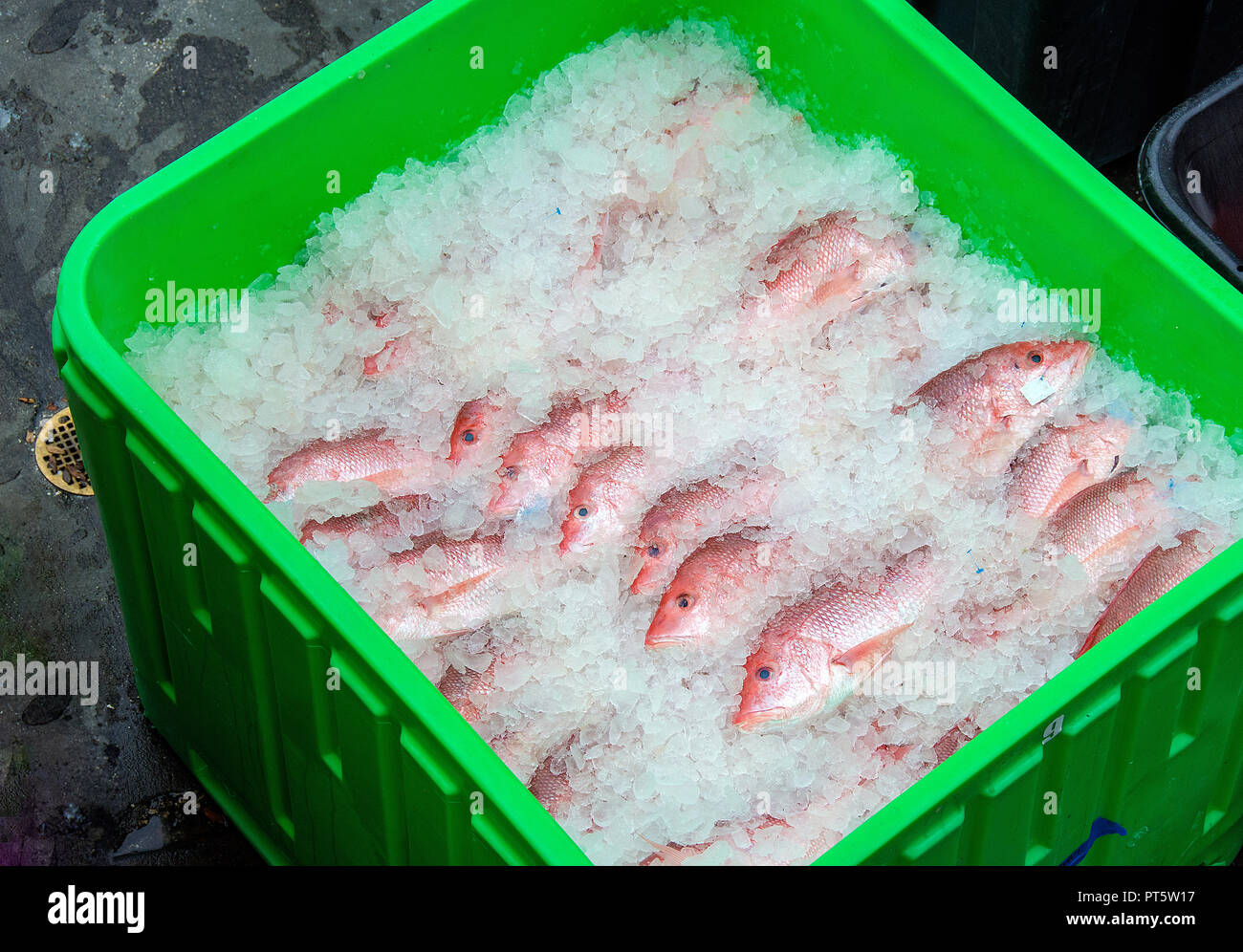 Frische Florida red snapper Fisch in Eis in hellem Grün Kunststoff Box verpackt Stockfoto
