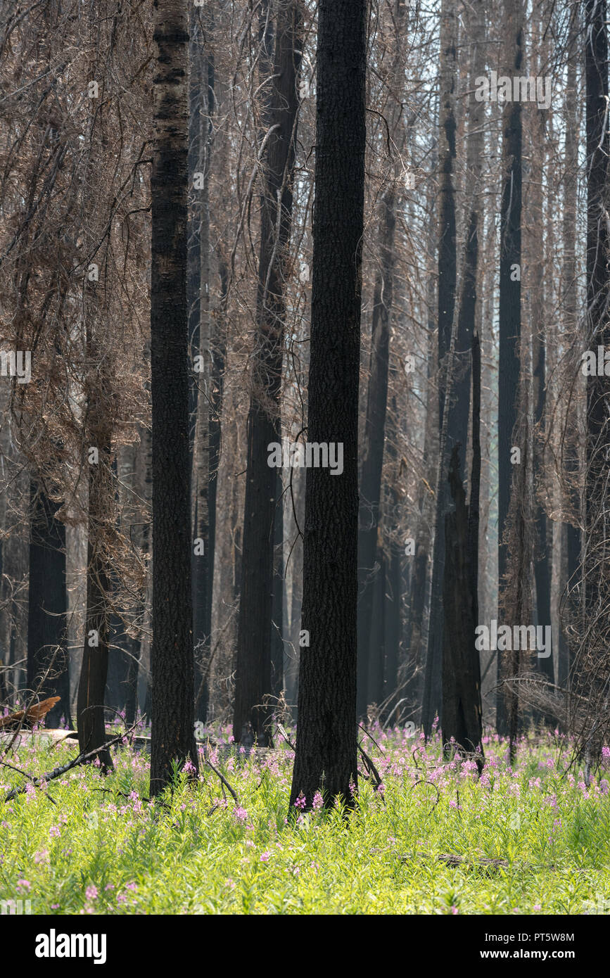 In der Blüte im verbrannten Wald entlang Moose Creek in Idaho Selway-Bitterroot Wilderness Fireweed. Stockfoto