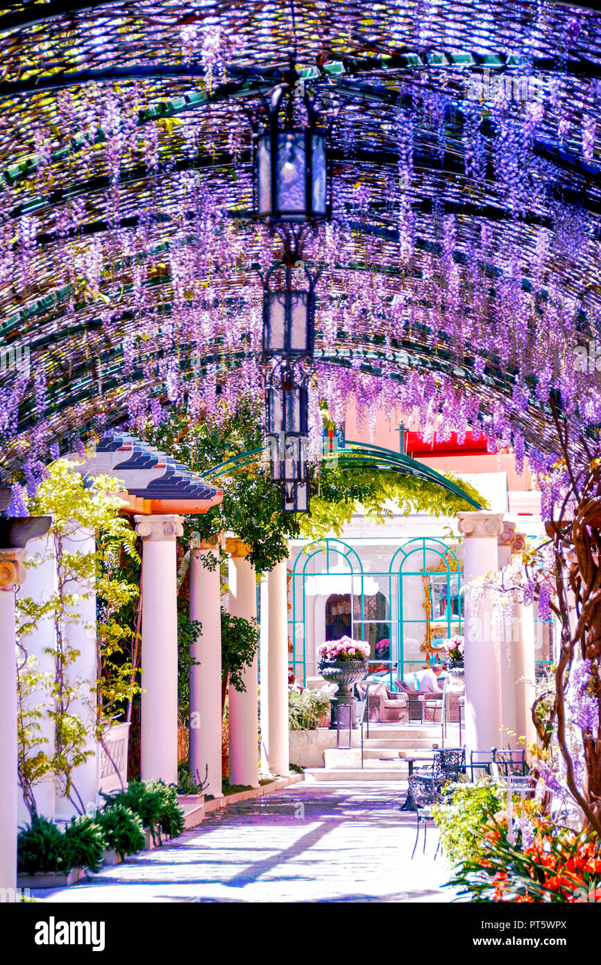 Pergola mit winsteria im Frühling in Sorrento, Italien Stockfoto