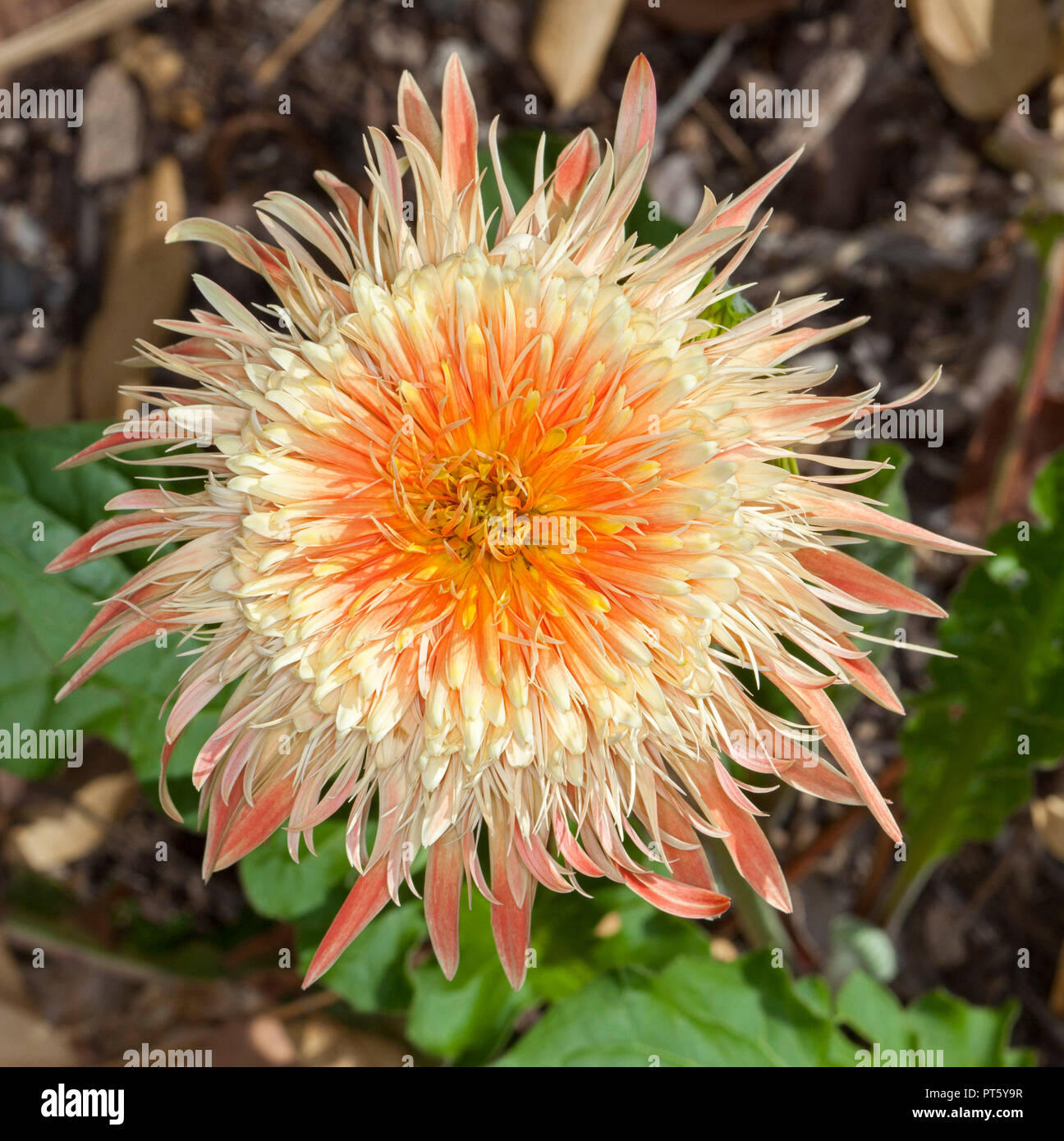 Spektakuläre große Aprikose/orange gefüllte Blüte von Gerbera bauerii nobleflora gegen den Hintergrund der dunklen Laub Stockfoto