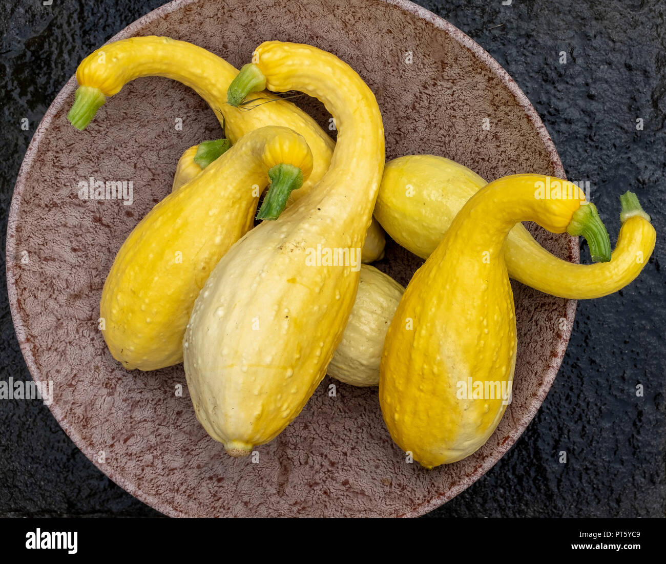 Yellow crookneck Squash Stockfoto