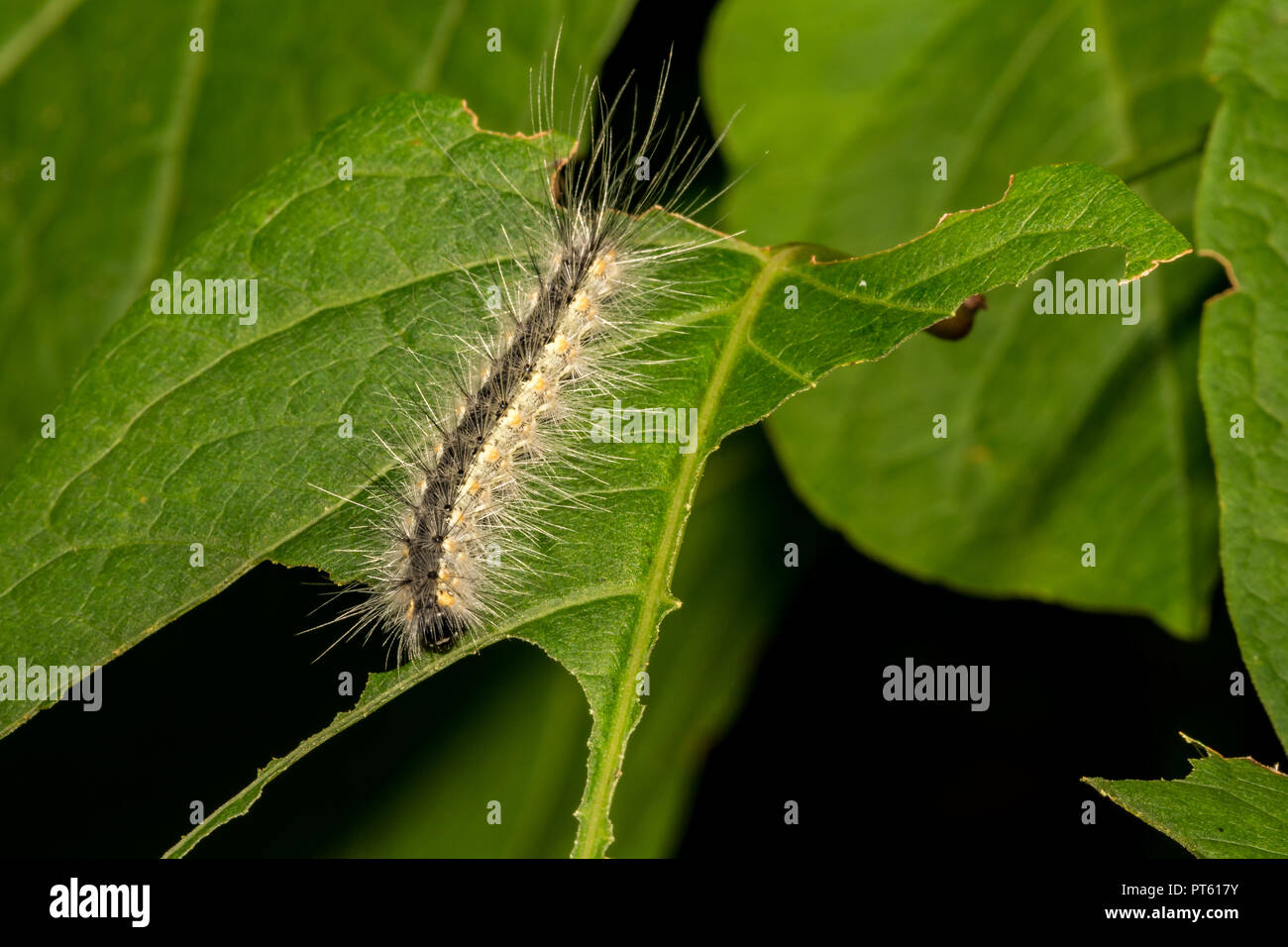 Herbst (Hyphantria cunea Webworm) Stockfoto