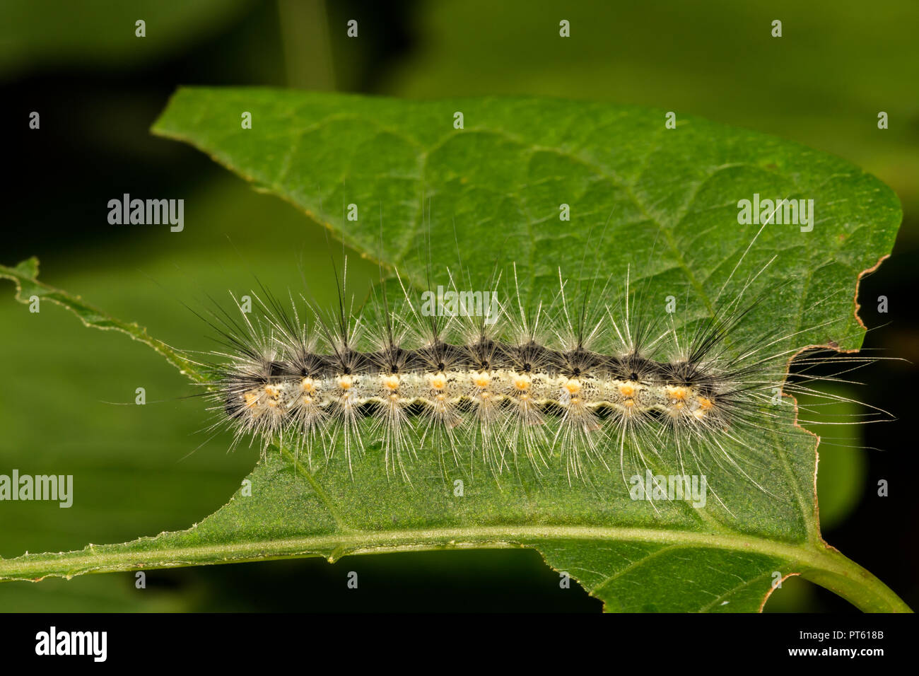 Herbst (Hyphantria cunea Webworm) Stockfoto