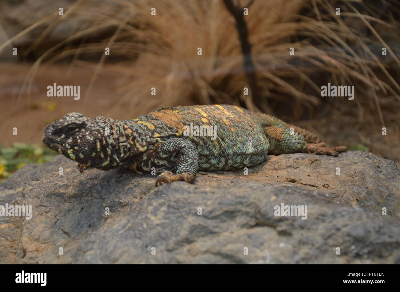 Nordafrikanischen mastigure Stockfoto