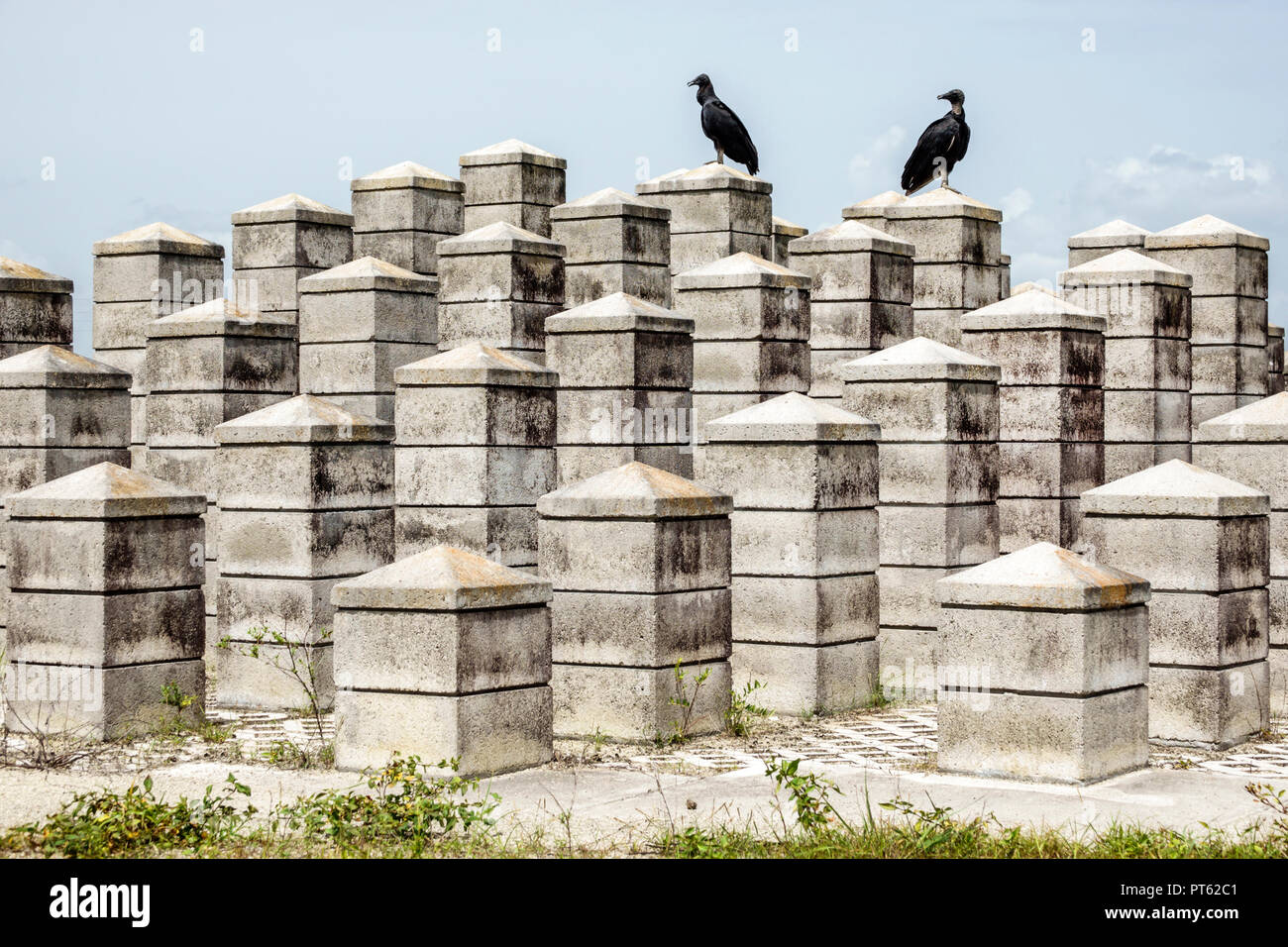 Miami Florida, Everglades National Park, Valujet Flight 592 Memorial, Flugzeugabsturz, Liste der Opfer, Geier, FL180731018 Stockfoto