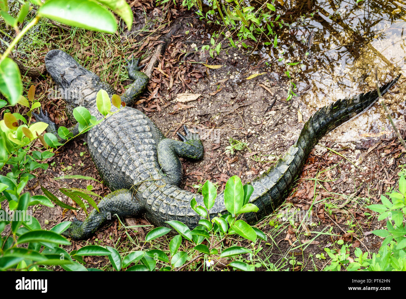 Florida, Everglades, Big Cypress National Preserve, Oasis Visitor Center, Alligator, Besucher reisen Reise touristischer Tourismus Wahrzeichen landmar Stockfoto
