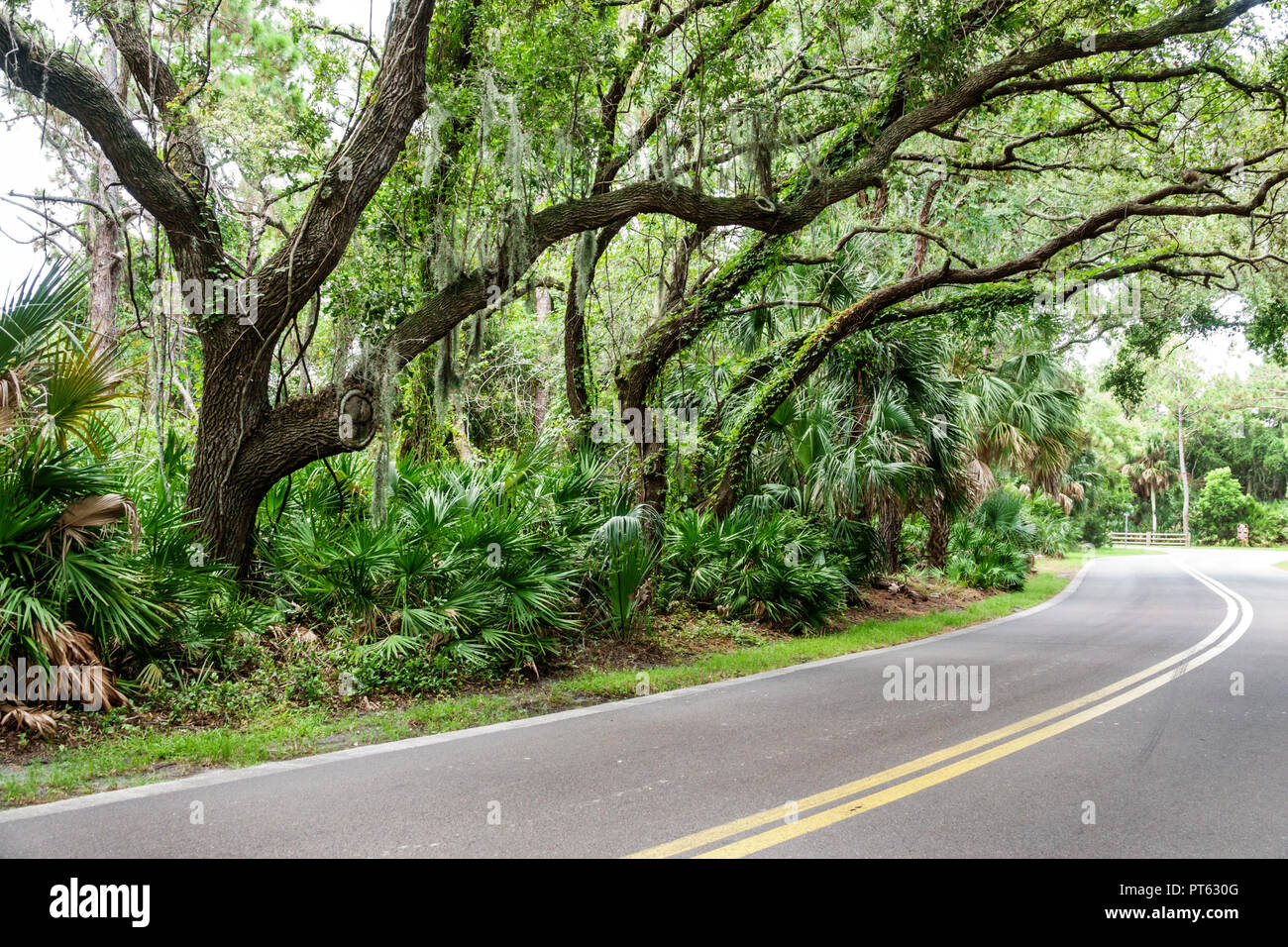 St. Saint Petersburg, Florida, Bay Pines, war Veterans Memorial Park, Straße, lebende Eichen, spanisches Moos, FL180731050 Stockfoto