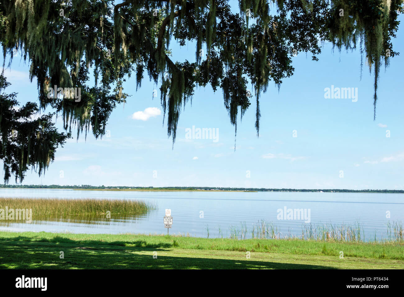 Florida, Lake Hamilton, Sample Park, Wassersägegras, spanisches Moos, FL180731224 Stockfoto