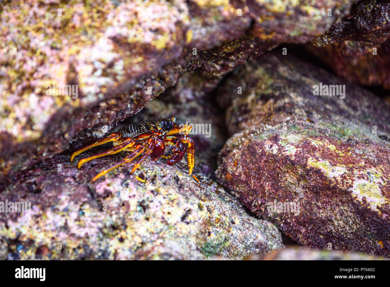 Behaartes bein Berg Krabben, Phi Phi Leh Inseln, Andaman Sea, Krabi, Thailand Stockfoto