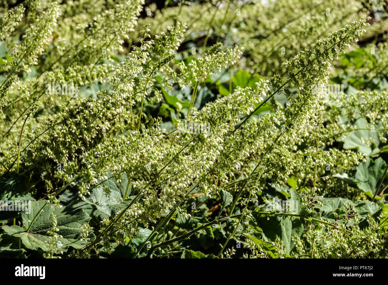 Haarige Alumroot Heuchera villosa „Macrorhiza“ Heuchera Blumen Heuchera villosa Oktober blühende mehrjährige Pflanze Blumenpflanzen Dekoratives Grün weiß Stockfoto