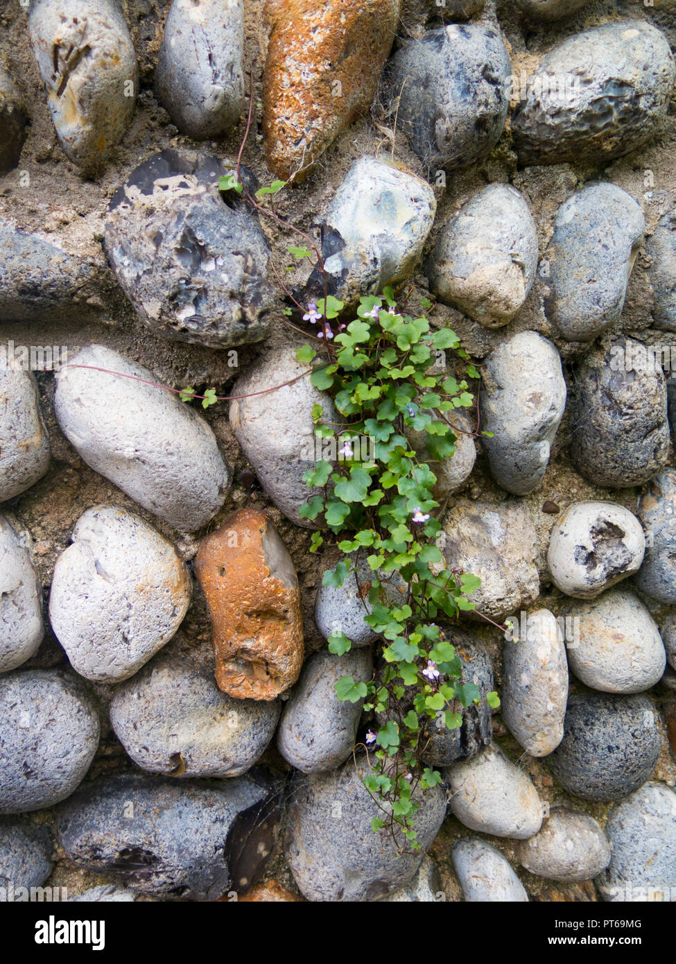 Schleichende Jenny auf einem Flint stone wall Stockfoto