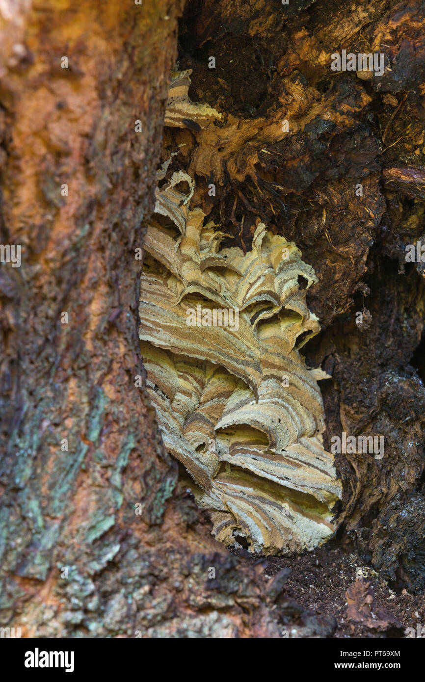 Europäische hornisse Vespa crabro, Nest in alten Wych elm Ulmus glabra Baum, Cleeve, Somerset, Großbritannien, Oktober Stockfoto