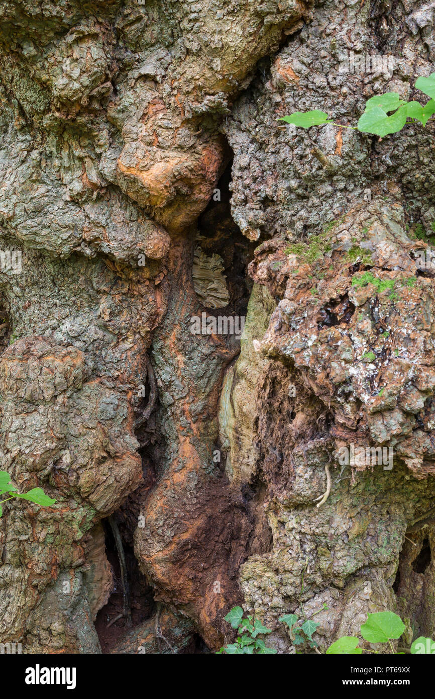 Europäische hornisse Vespa crabro, Nest in alten Wych elm Ulmus glabra Baum, Cleeve, Somerset, Großbritannien, Oktober Stockfoto