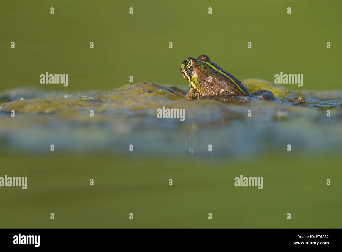 Iberischen marsh Frosch Pelophylax perezi, ruht auf der Wasseroberfläche, Schinken Wand RSPB Reservat, Somerset, UK, Juni Stockfoto