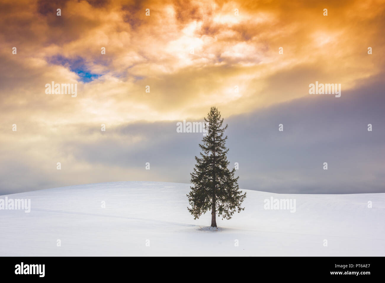 Biei, Hokkaido, Japan am Weihnachtsbaum im Winter. Stockfoto