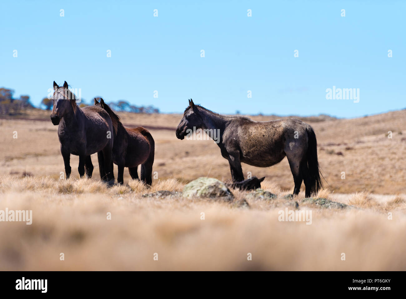 Iconic Wild Horses Live Kostenlos In Den Australischen Alpen Fur Fast 200 Jahre In Kosciuszko National Park Nsw Australien Stockfotografie Alamy