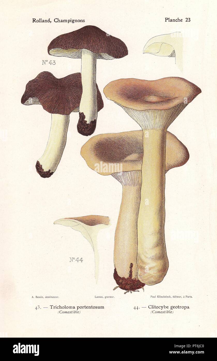 Essbare Pilze: Tricholoma portentosum, Clitocybe geotropa. Chromolithograph von Bessin für Leons Rolland "Atlas des Champignons' 1911 gezeichnet. Stockfoto