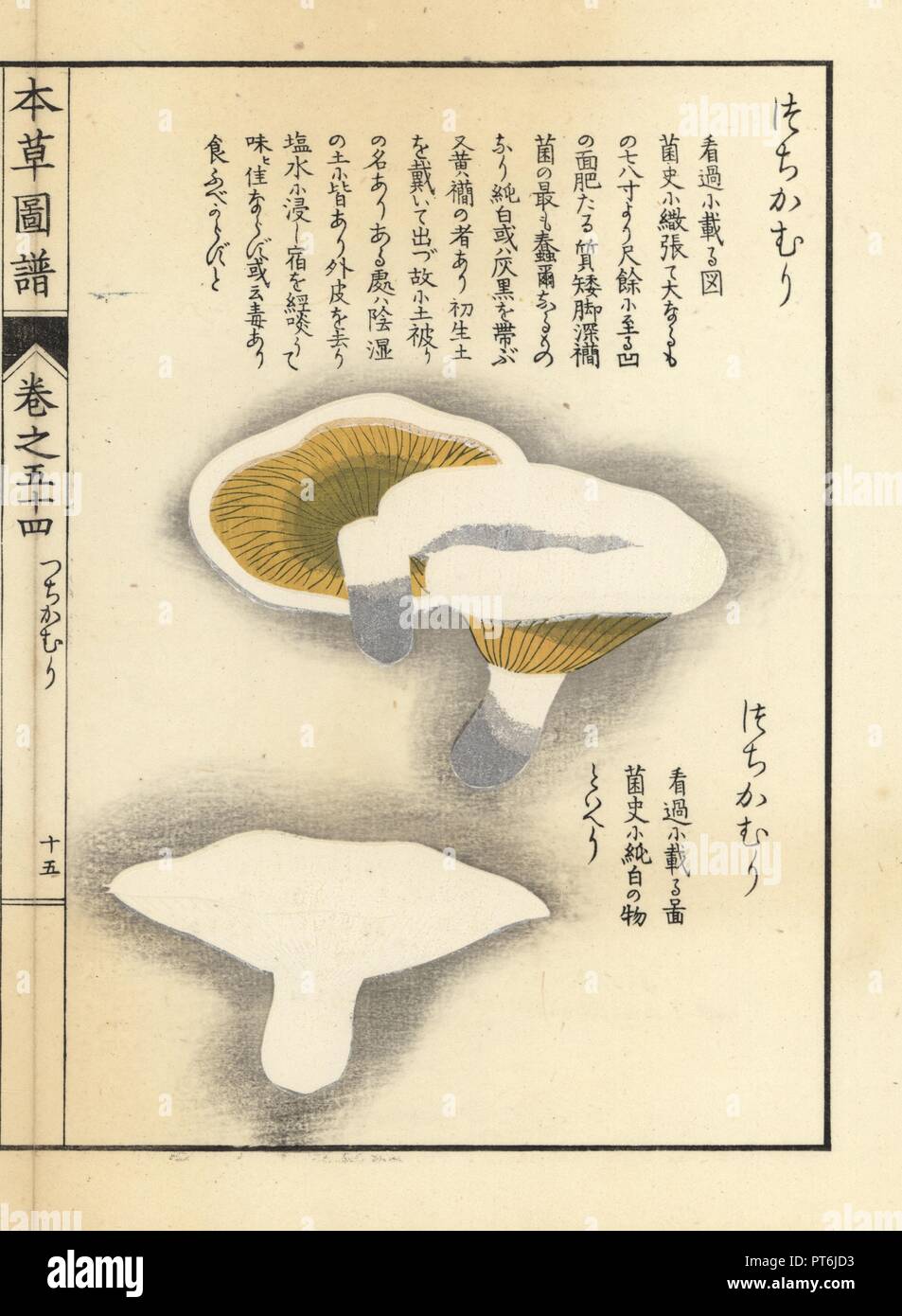 Tsuchigamuri Pilz, Lactarius piperita. Papierkörbe Holzschnitt von Iwasaki Kan'en "Honzo Zufu" (Illustrierte Anleitung an den Pflanzen), Japan, 1916. Stockfoto