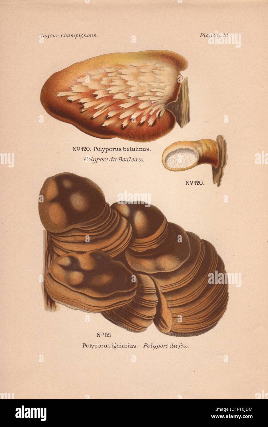 Birke Halterung Pilz Polyporus Polyporus igniarius betulinus und.. . Chromolithograph von Leon Bavaria's 'Atlas des Champignons Comestibles et Veneneux" (1891). Stockfoto