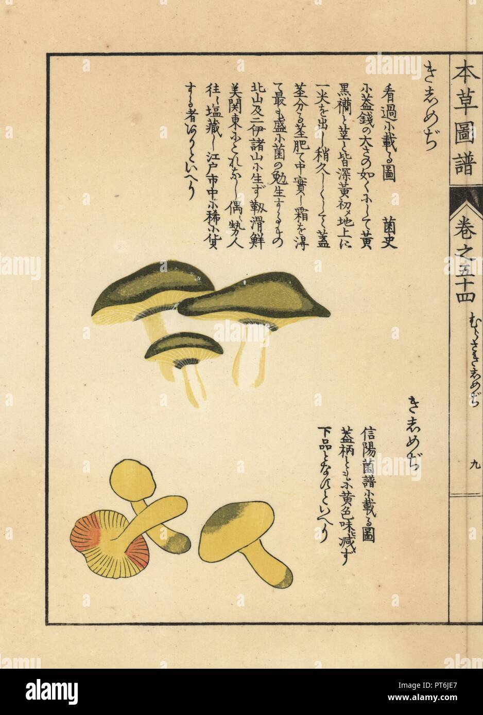 Und Kakishimeji kishimeji Pilz, Tricholoma equestre. Papierkörbe Holzschnitt von Iwasaki Kan'en "Honzo Zufu" (Illustrierte Anleitung an den Pflanzen), Japan, 1916. Stockfoto