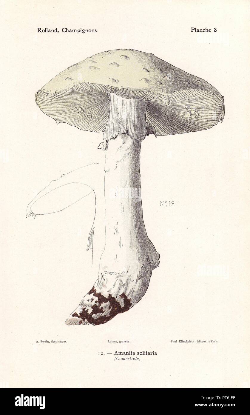 Einsame amanita Pilze, Amanita solitaria oder echinocephala. Chromolithograph von Bessin für Leons Rolland "Atlas des Champignons' 1911 gezeichnet. Stockfoto