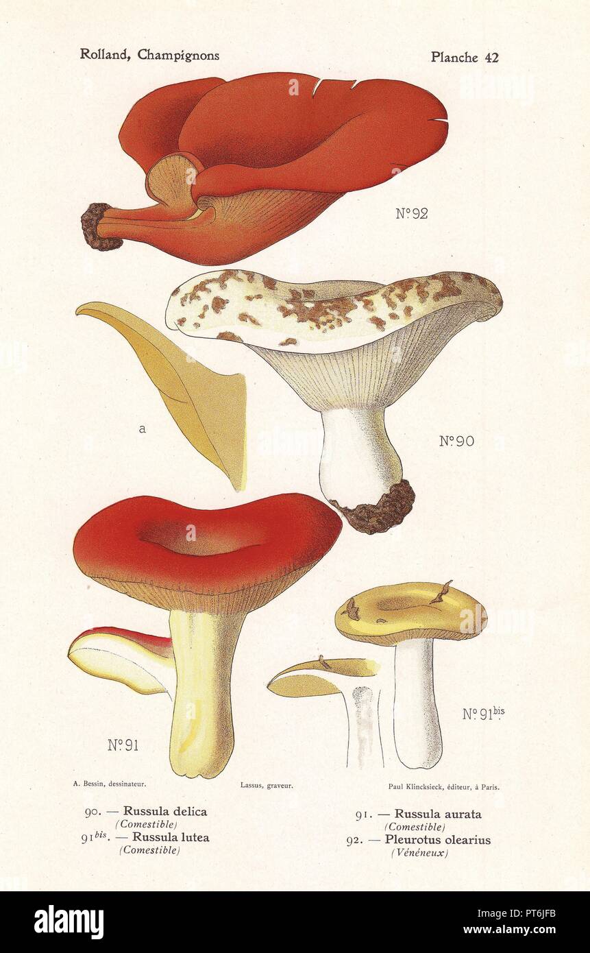 Milch - weiß, gelb Psathyrella Psathyrella delica lutea, vergoldeten brittlegill Psathyrella aurata, und Jack-o-Lantern Pilz, pleurotus Olearius, Omphalotus olearius. Chromolithograph von Bessin für Leons Rolland "Atlas des Champignons' 1911 gezeichnet. Stockfoto