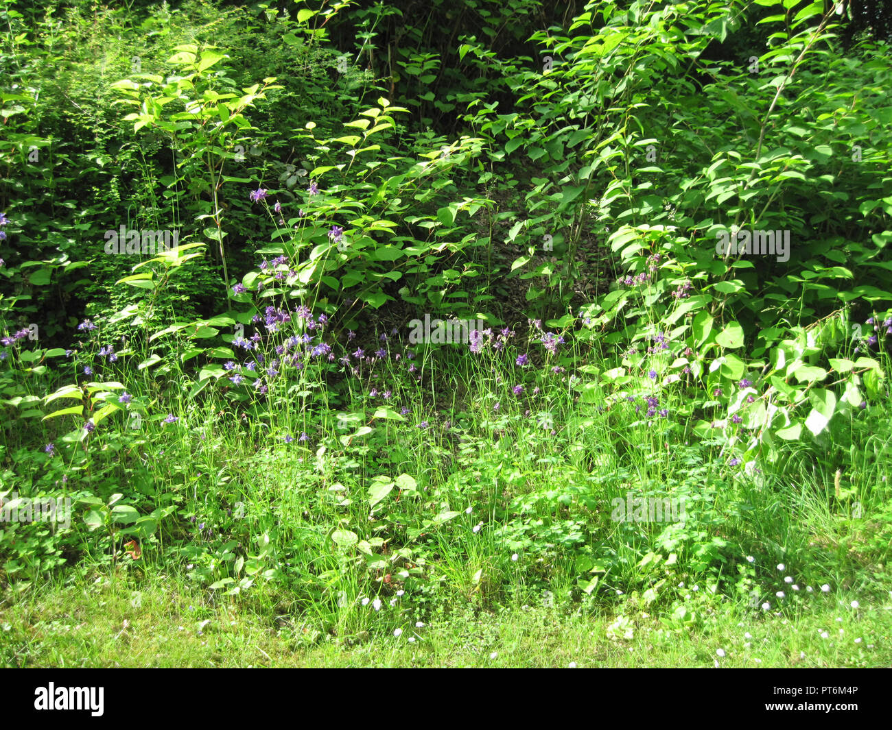 WILD lila Blumen in der Wiese, Rheinfall, Schweiz Die wachsende Stockfoto