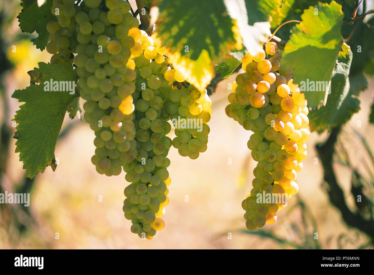 Weiße Trauben am Weinstock close-up scheinen durch die Sonne. Unscharfer Hintergrund Stockfoto