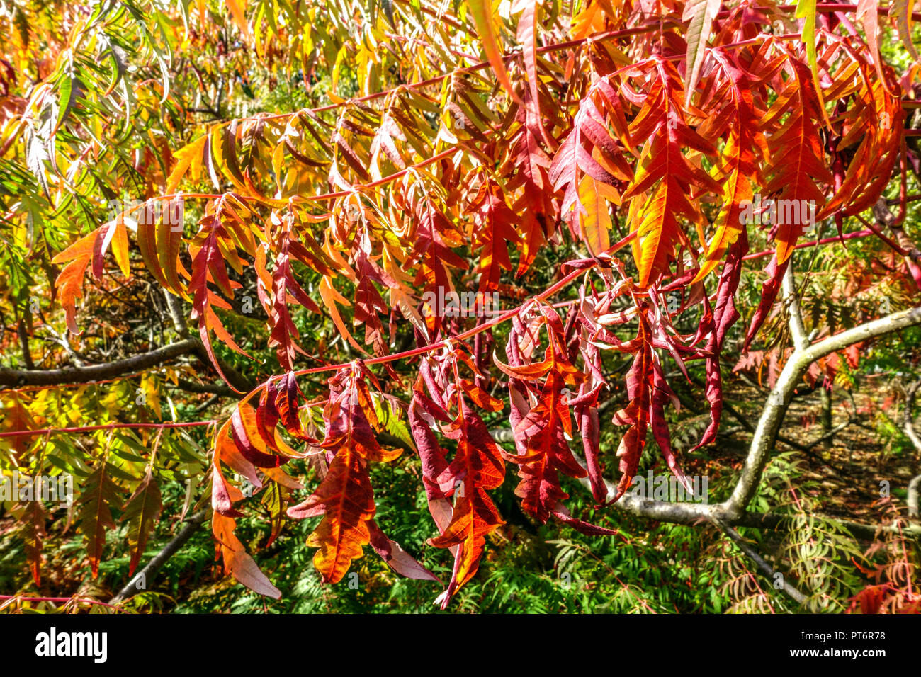 Glatte Sumac, Rhus glabra 'Baumannii', Garten Laub im Herbst Stockfoto