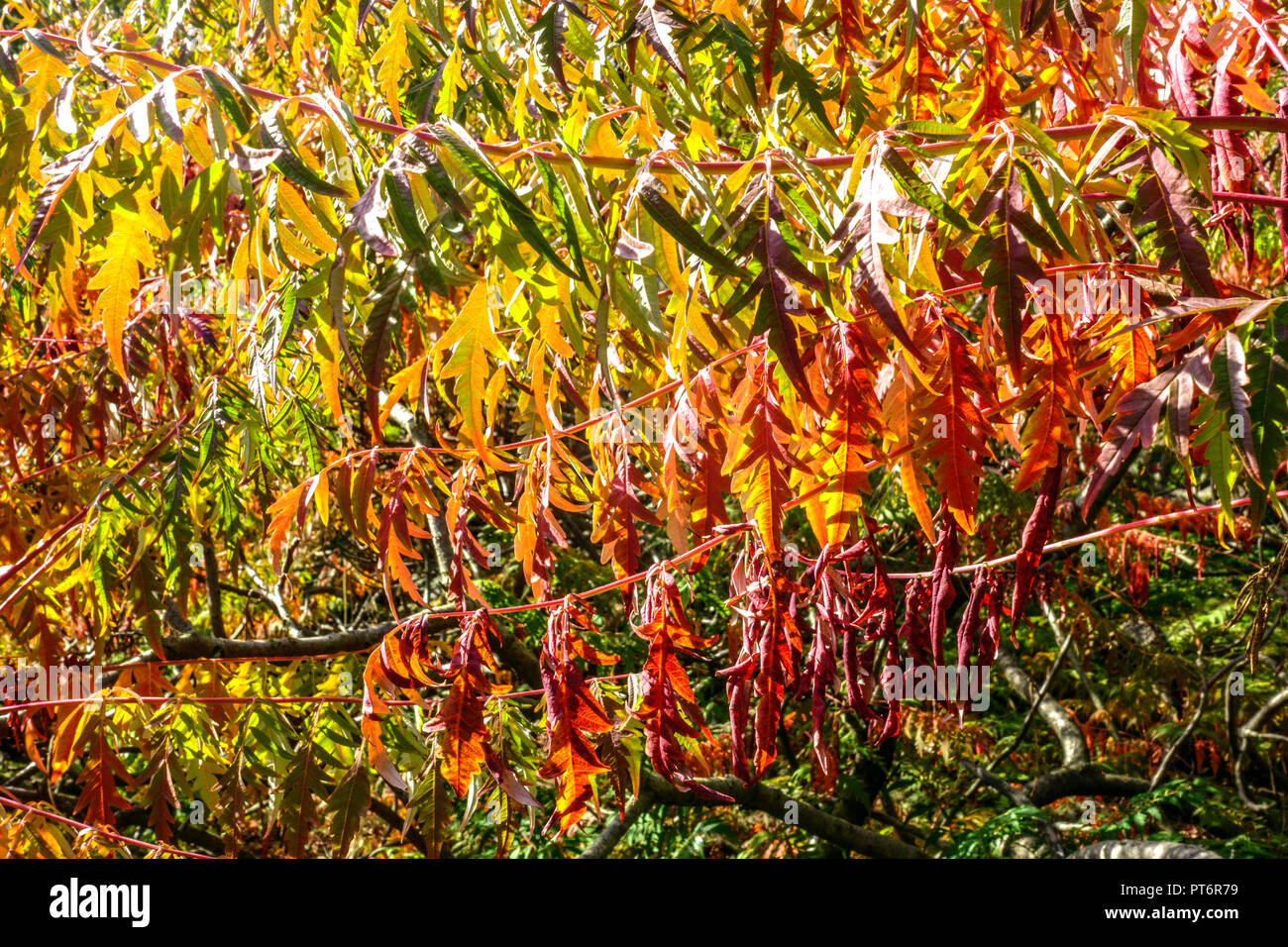 Glatte Sumac, Rhus glabra 'Baumannii' im Herbst Stockfoto Glatte Sumac, Rhus glabra 'Baumannii' im Herbst Stockfoto