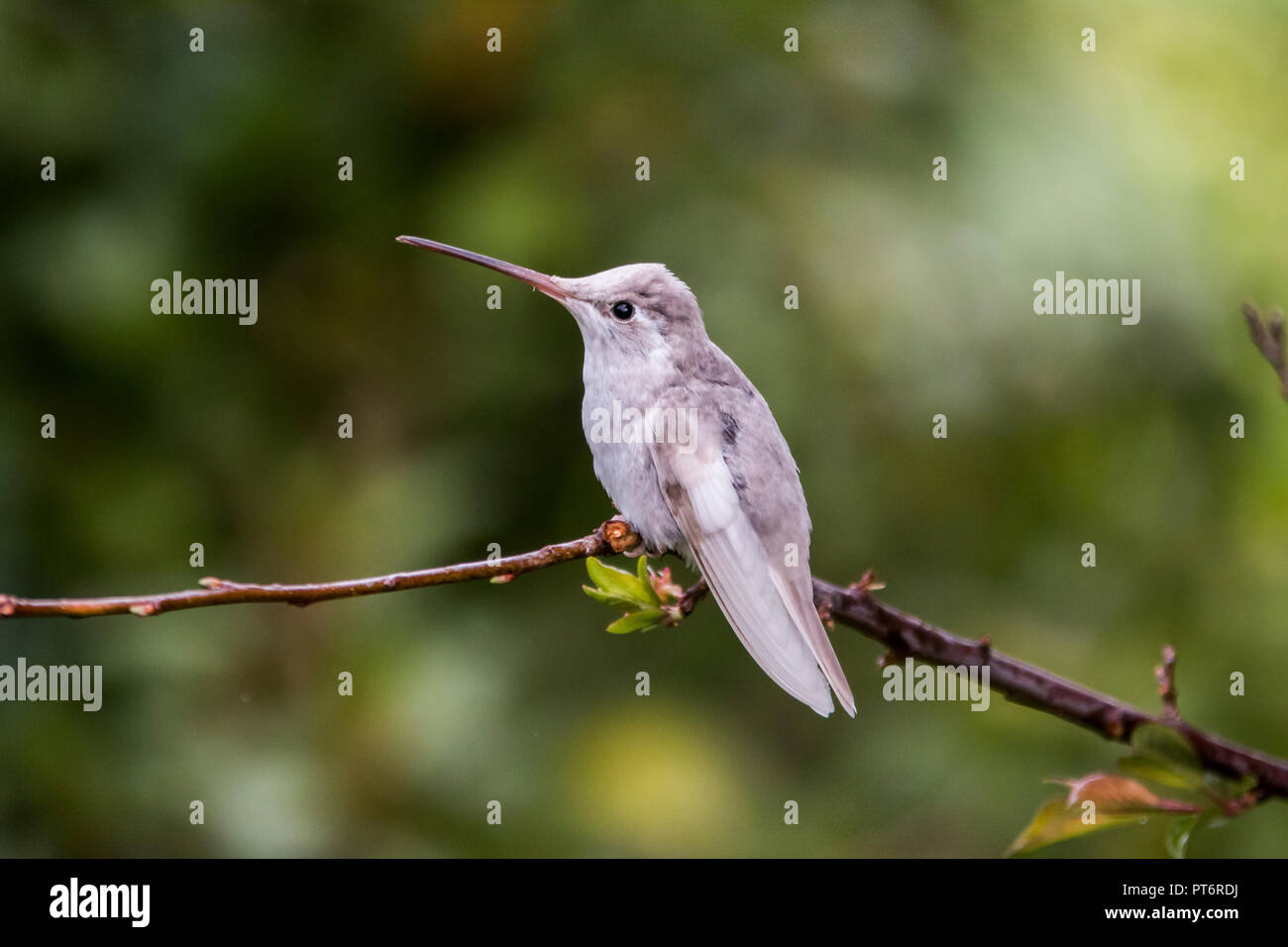 Seltene weiße Leucistic herrlichen Hummingbird (eugenes Californica). San Gerado de Dota, Los Quetzales National Park, Costa Rica Stockfoto