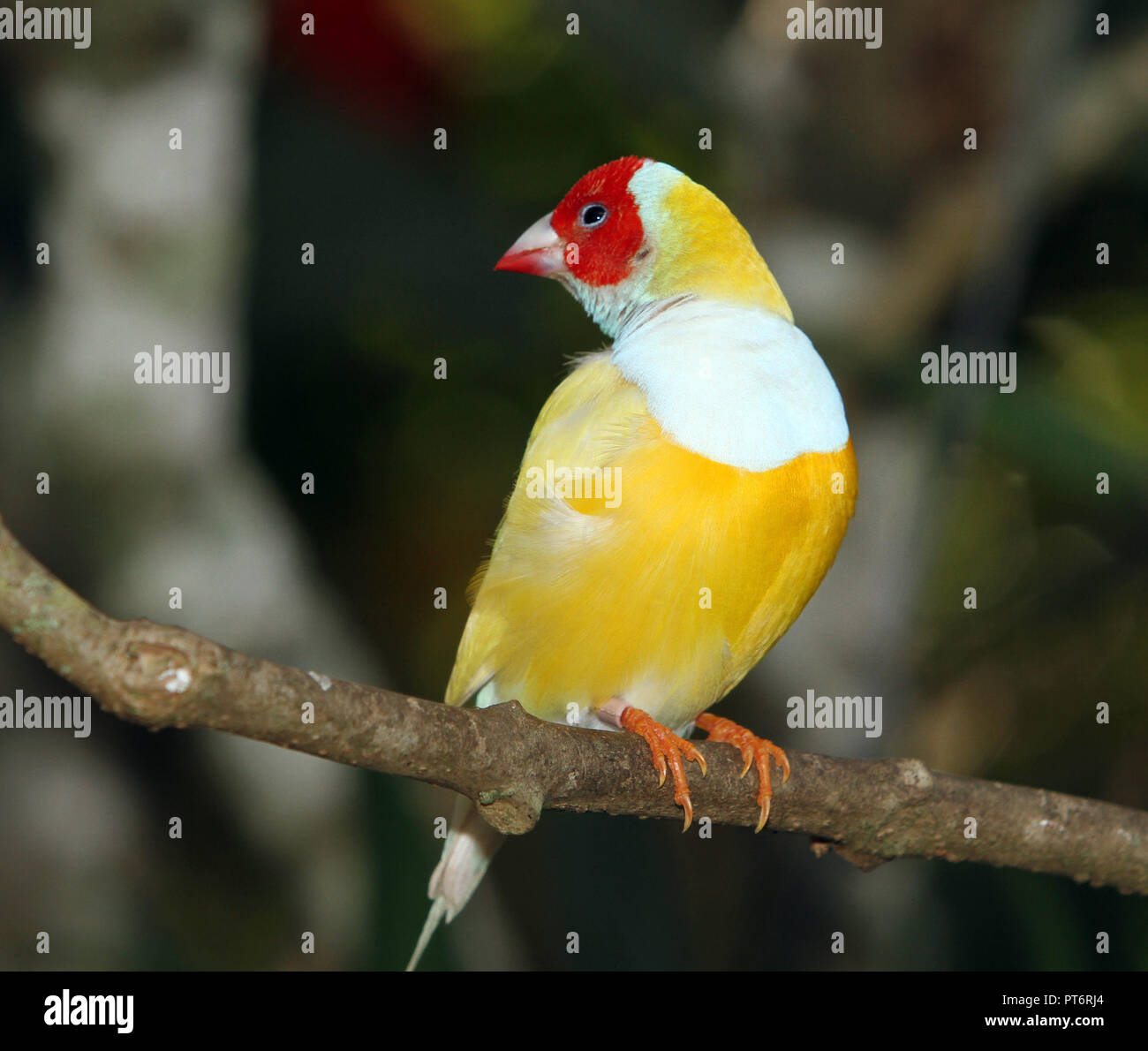 Finch in großen Voliere in einen Baum Stockfoto