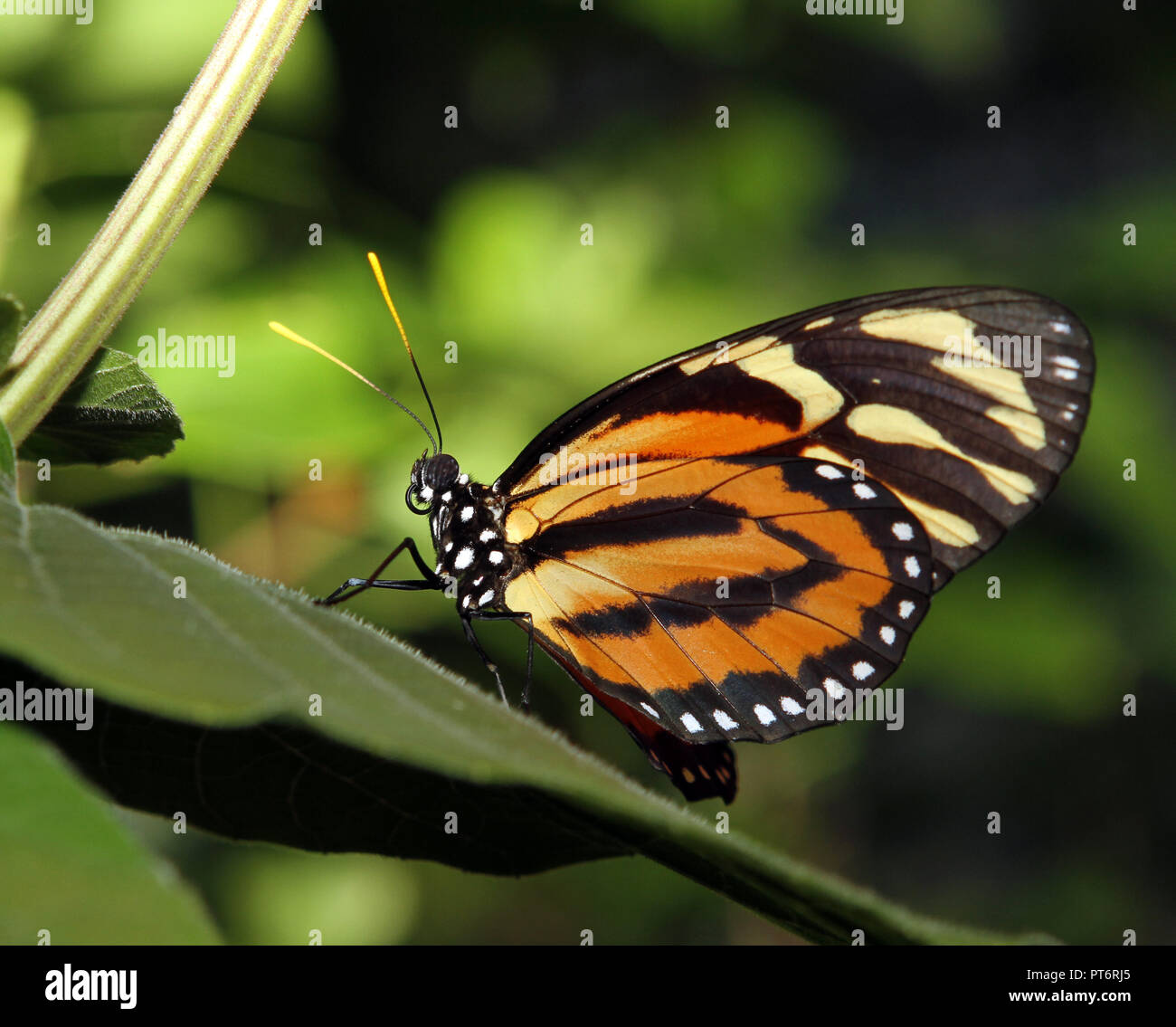 Monarch butterfly auf einem Blatt Blume Stockfoto