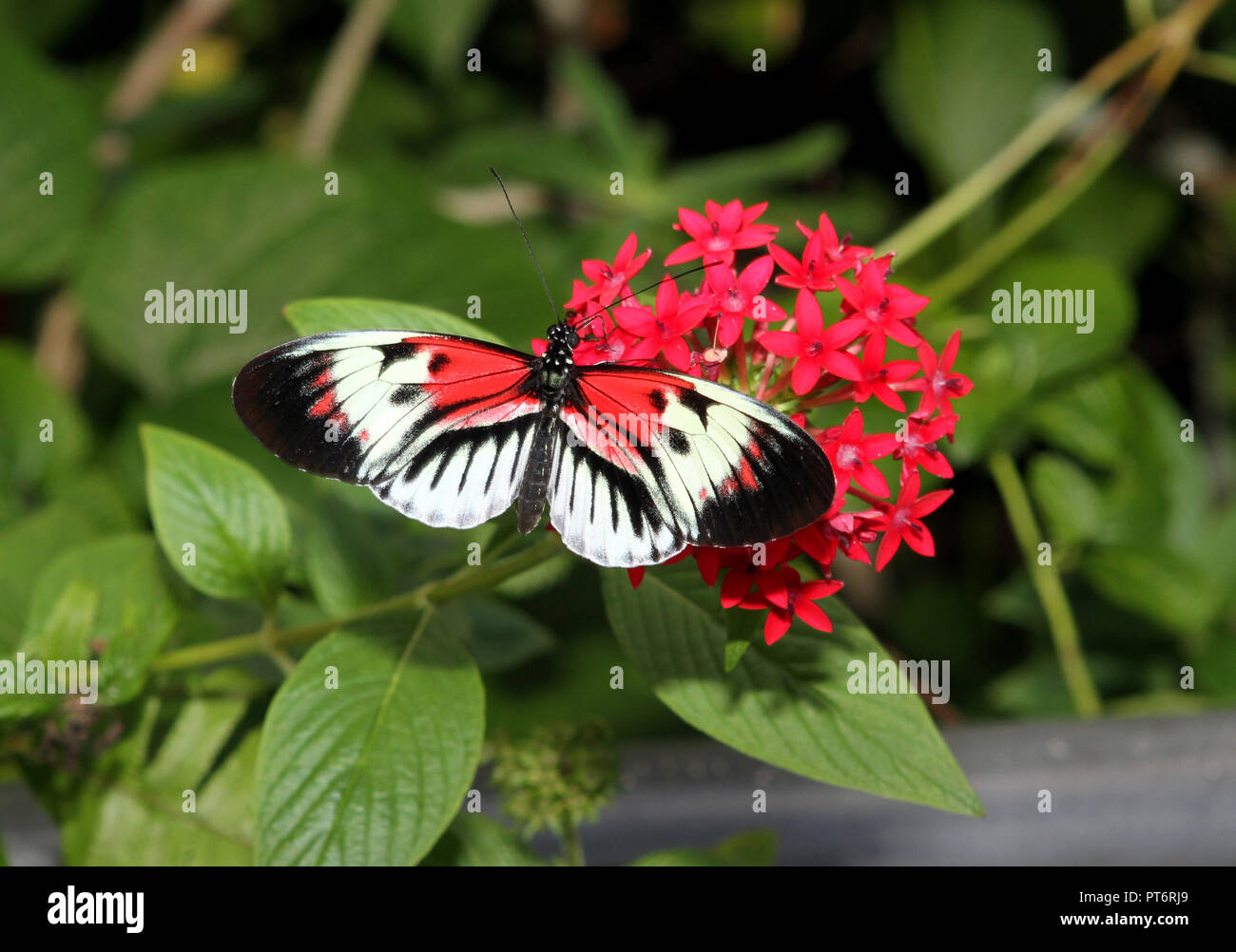 Schmetterling auf Kleine rote Blumen Stockfoto