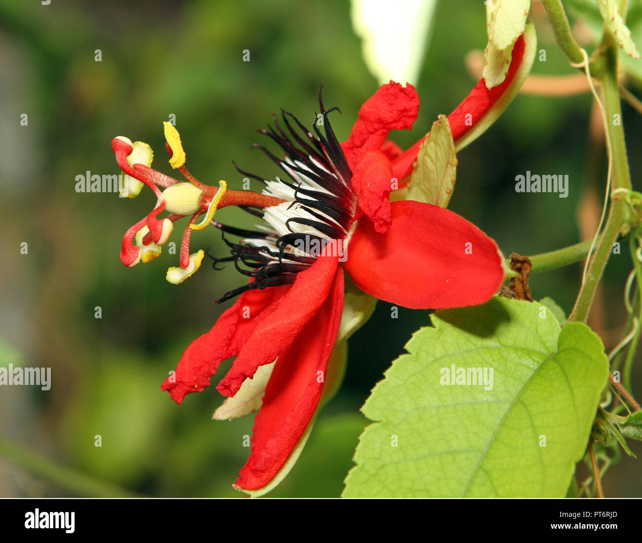 Blume - Passiflora Stockfoto