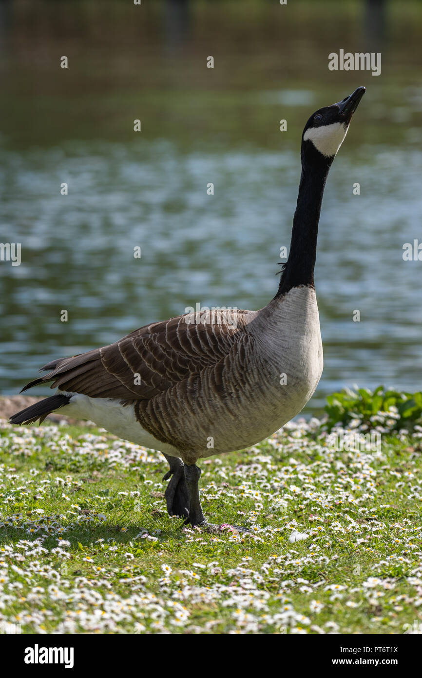 Kanadagans (Branta Canadensis) Stockfoto