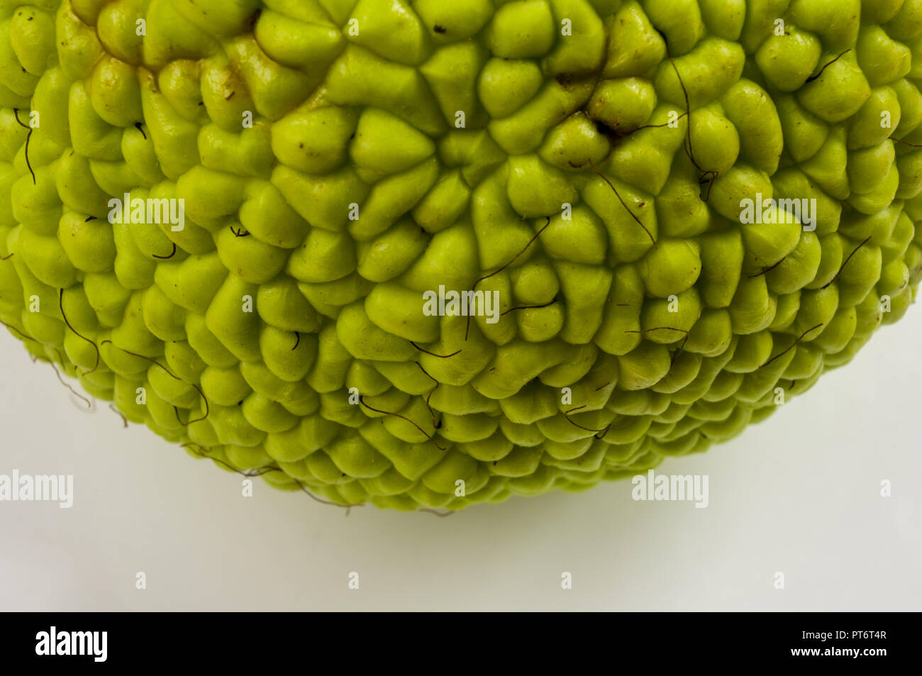 Grüne Frucht maclura pomifera, osage Orange, Apple, Adam apple wachsen auf weiße Holztisch, Makro, Nahaufnahme Stockfoto
