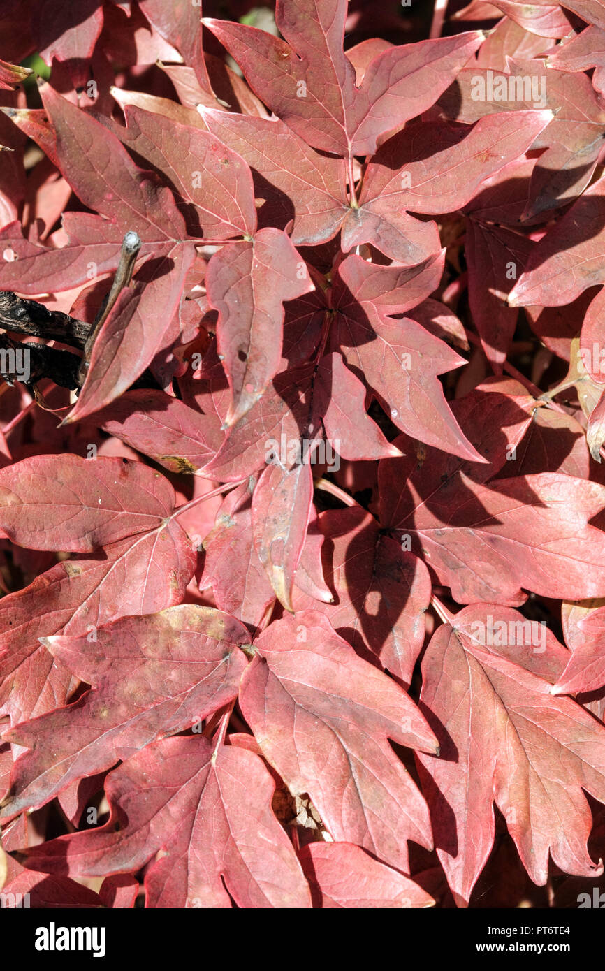 Rote Blätter im Herbst, Japanisch Baumpäonie, Paeonia suffruticosa himano Fuji' Stockfoto