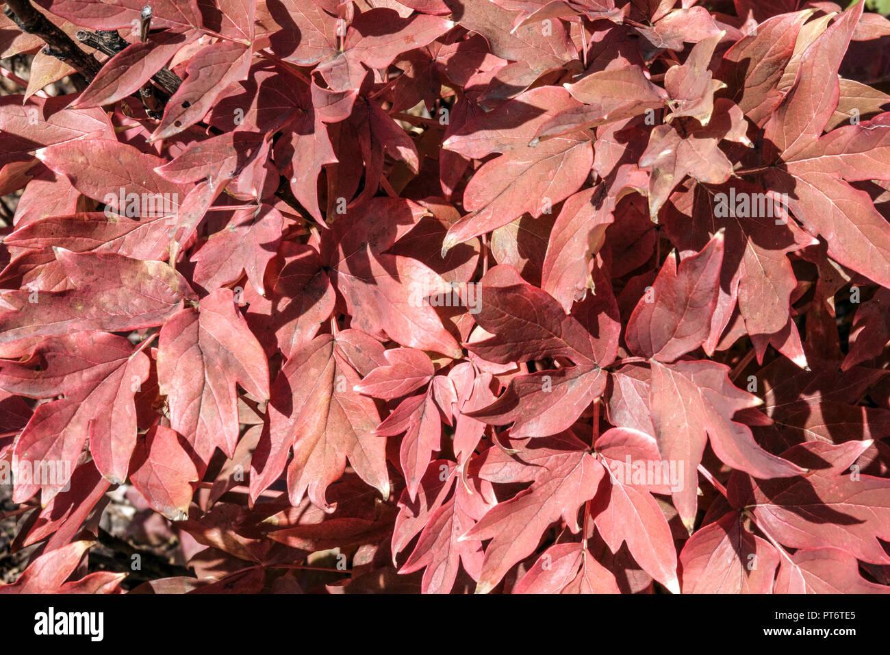 Rote Blätter im Herbst, japanisch Baum Pfingstrose Paeonia suffruticosa, x Fuji himano' Stockfoto