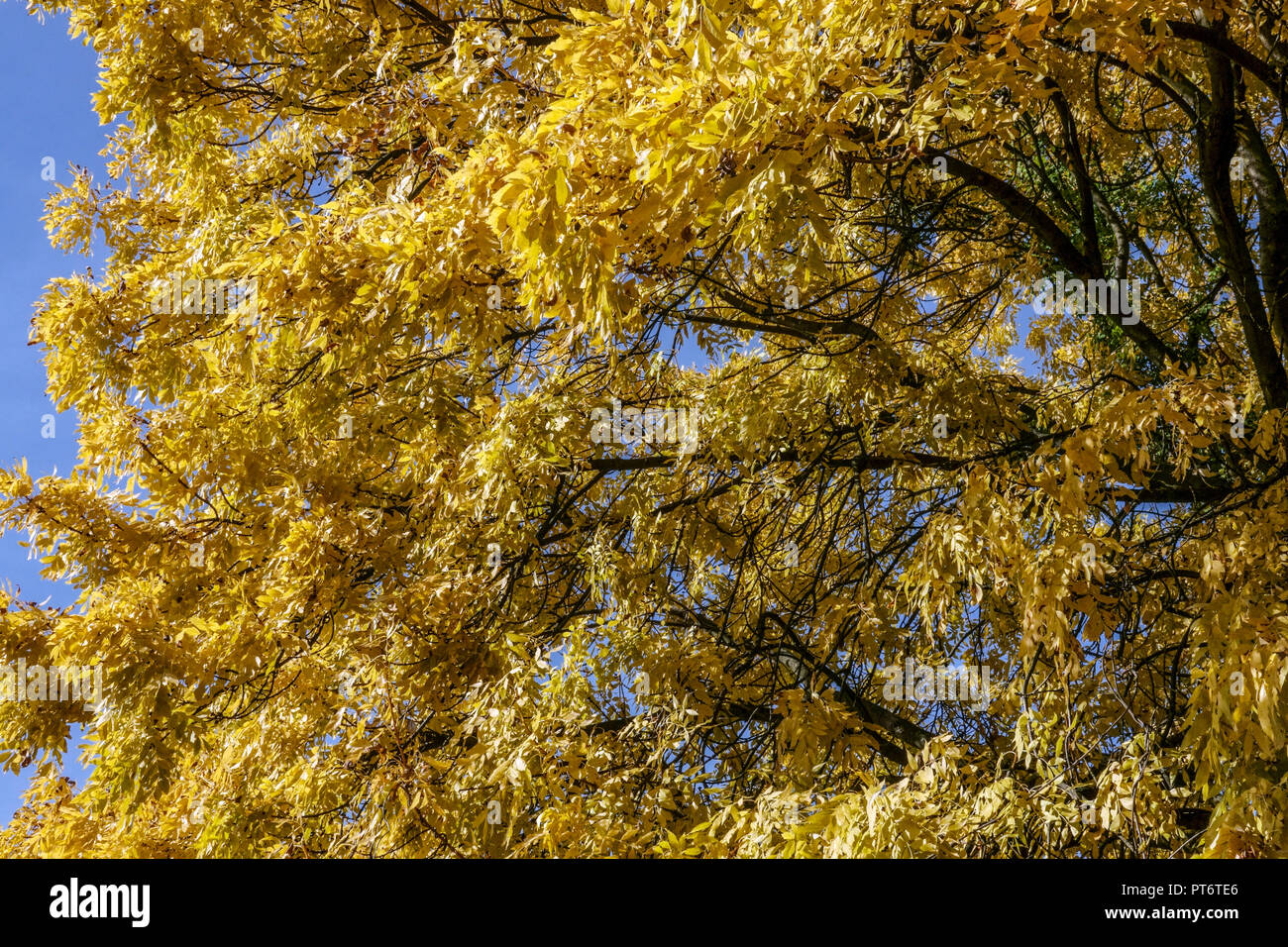 Fraxinus excelsior, Europäische Esche im Herbst Stockfoto