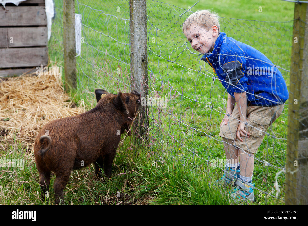 Junge Blick durch den Zaun mit Kuni Kuni Schwein Stockfoto